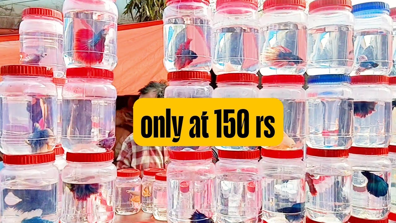 Galiff street pet market Kolkata #galiffstreetpetmarket #galiffstreetfishmarket 