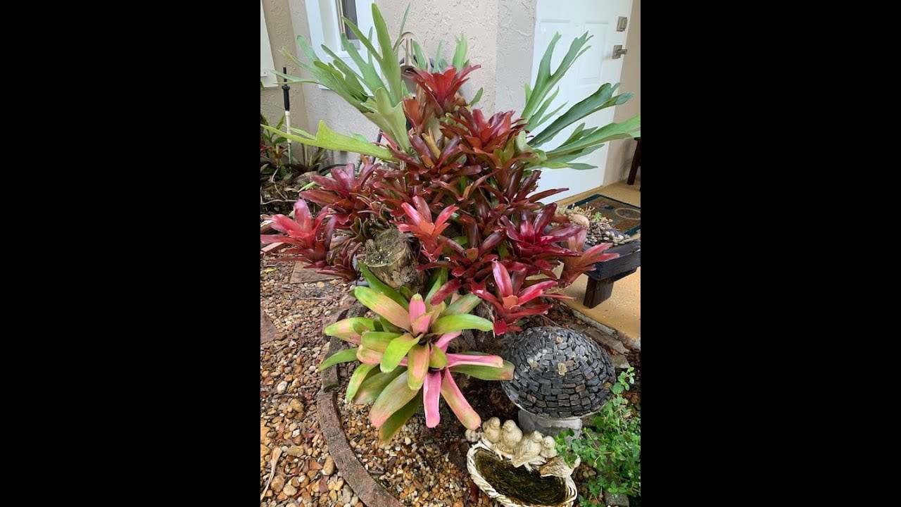 🌻Como Separar Hijos de Bromelias