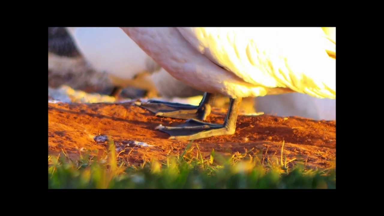Lummenfelsen Helgoland Island North Sea - filmed by PENTAX Q with PK Adapter and PENTAX DA 60-250 mm
