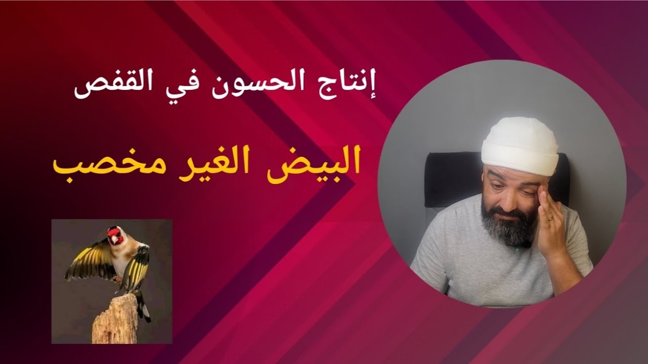 البيض الغير مخصب عند طائر الحسون الأسباب و الحلول