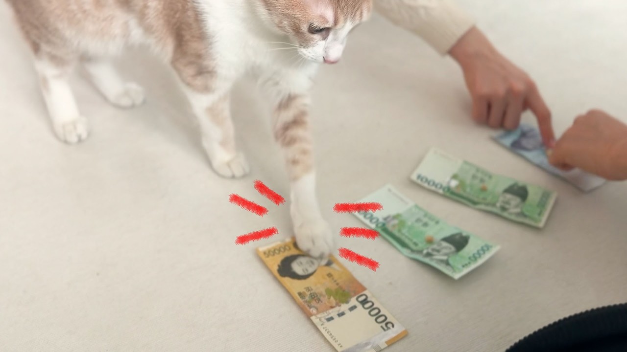 할미가 용돈 준다니까 5만원 권만 고르는 고양이 ㅋㅋㅋㅋㅋ