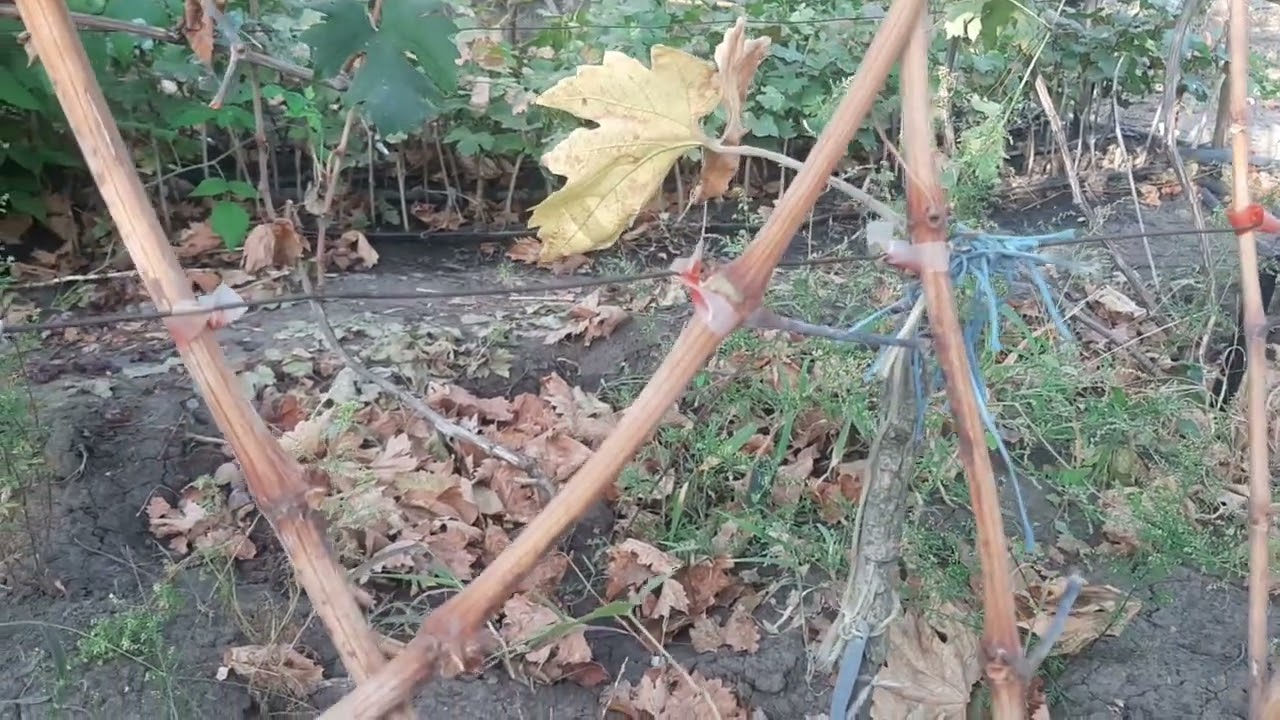 Очень действенный и простой способ уничтожить оидиум на зимующей лозе винограда