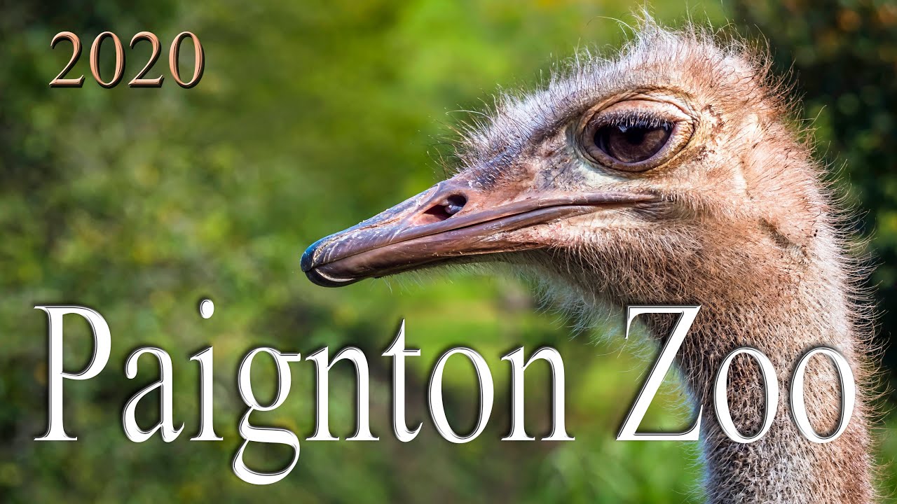 Paignton Zoo