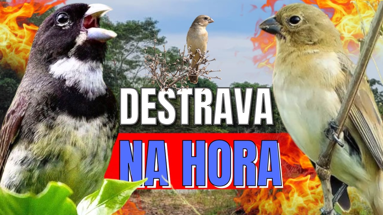 ESQUENTA QUALQUER COLEIRO COM ESQUENTAR COLEIRO TUI TUI COM ESQUENTAR COLEIRO TUI TUI