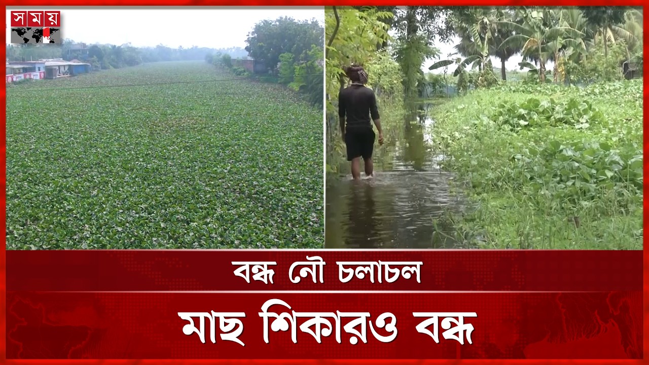 কচুরিপানায় ঢেকে গেছে খুলনার সব নদ-নদী! | Khulna News | Kochuripana | Water Hyacinths | Somoy TV