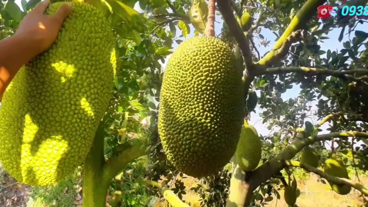 LNCT - Làm Vườn Sau Cho Đúng Cách Và Giảm Chi Phí Đầu tư Ban đầu Nhe Bà Con 