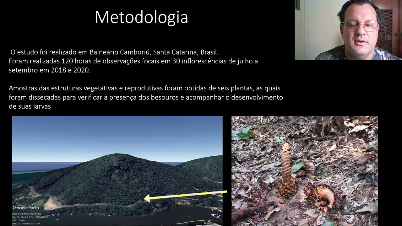 Oxycorynus spp. associated with Lophophytum piramydale, a holoparasite species of Brazilian plant.