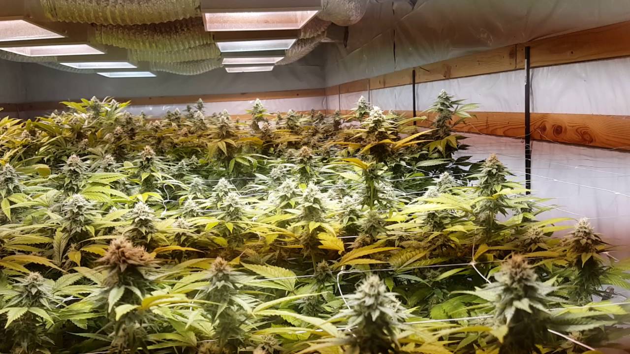 Blue magoo on the left-Lemon sour diesel on the right
