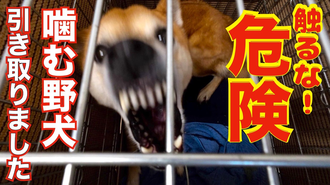 【観覧注意】噛む野犬ケージから出して首輪つけます