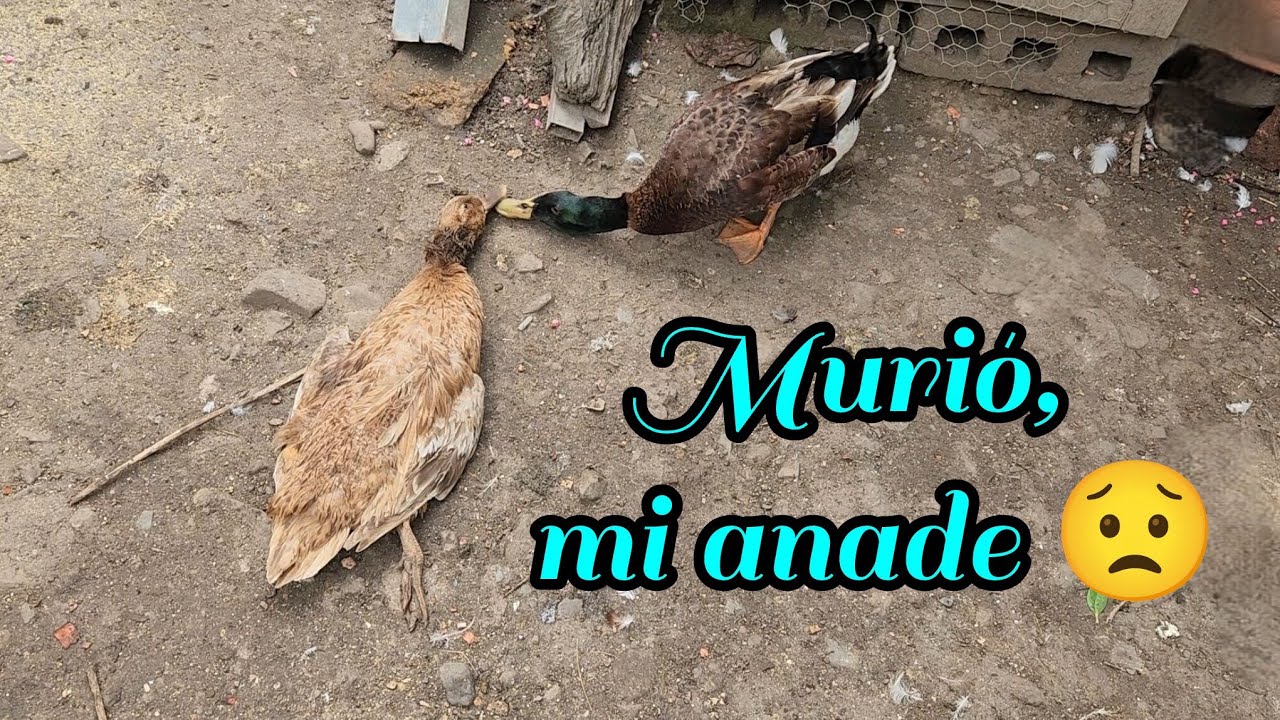 Mi anade, murió  😔 #anade #patos 