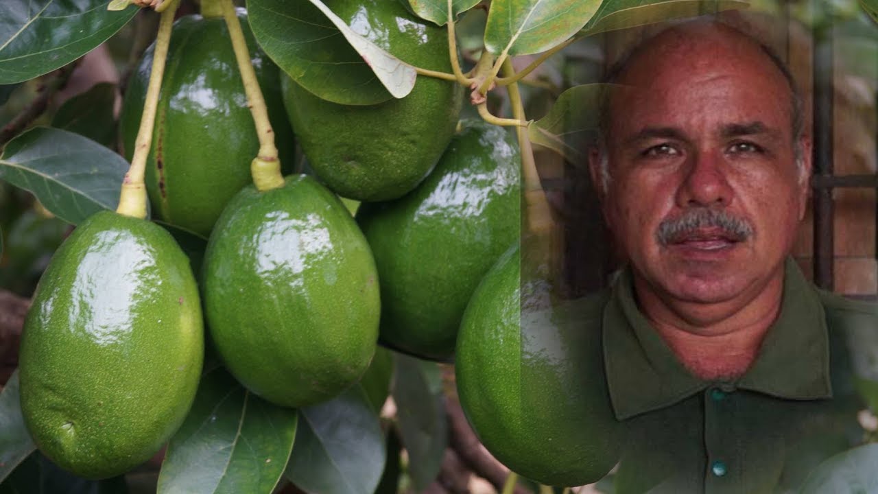 Cultivo del aguacate, respondiendo consultas de nuestros espectadores