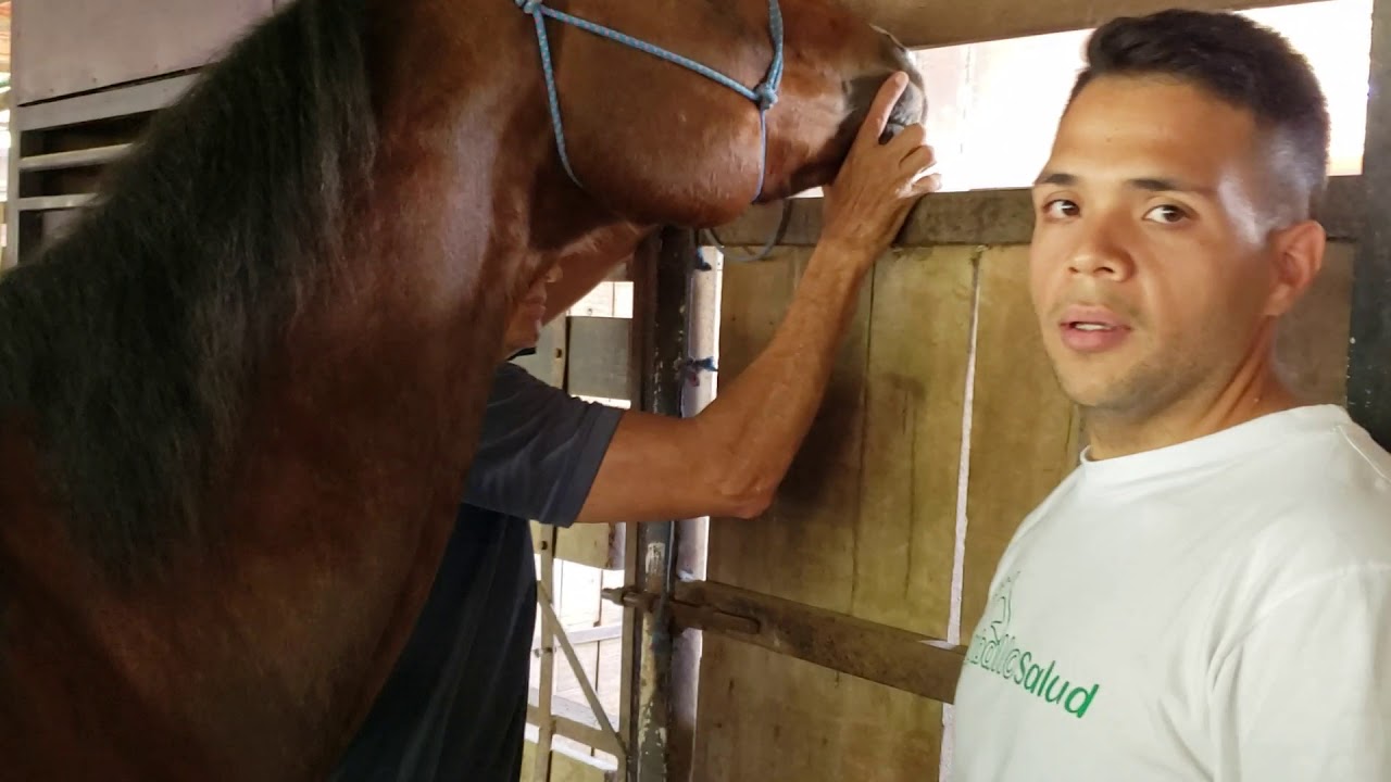 Auto hemoterapia caballo #AQH de Toros Coleandos @CaballosaludBarinas