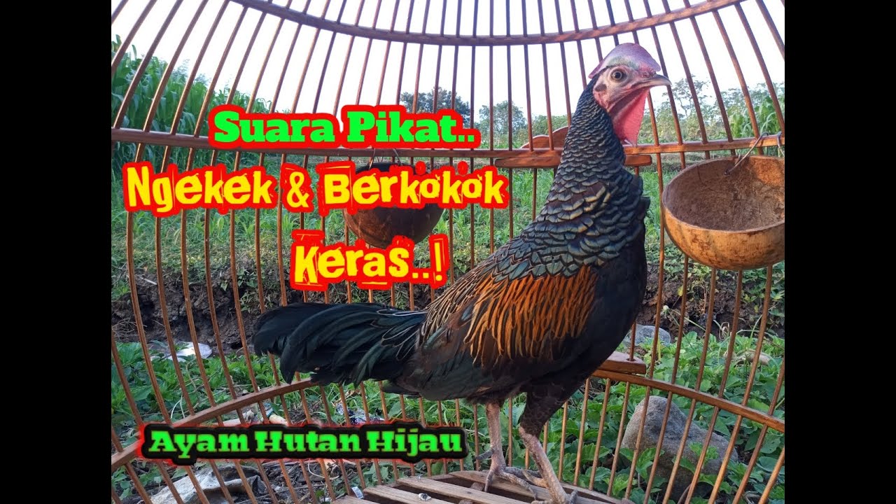 Ayam Hutan Hijau jantan  Mabung Tetap Rajin Ngekek dan Berkokok