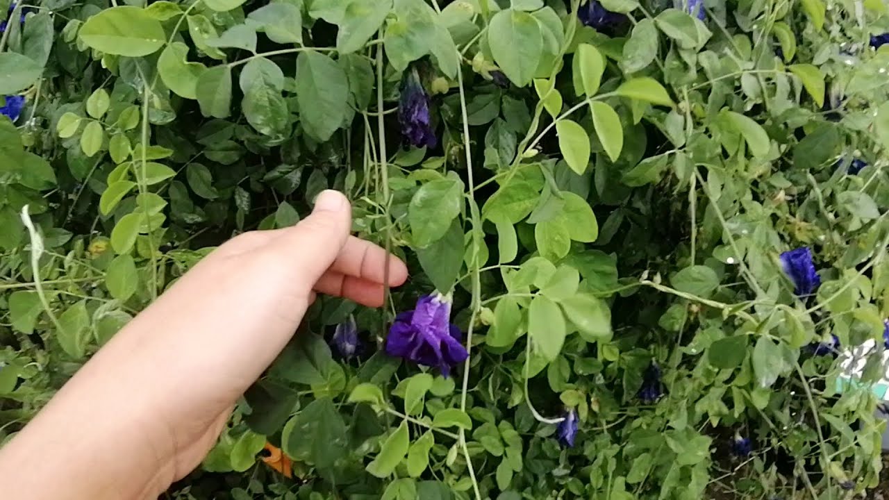 Clitoria ternatea//pigeonwings//bluebellvine