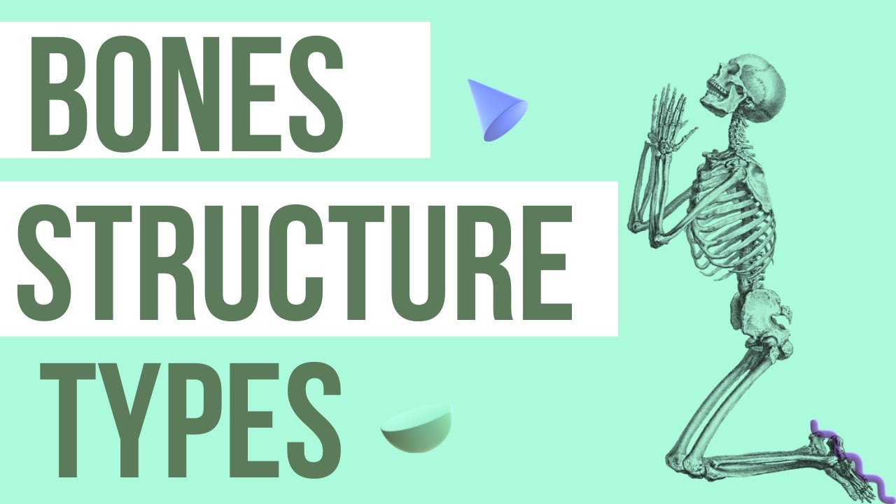 Bones: Structure and Types][Anatomy lectures][2022]