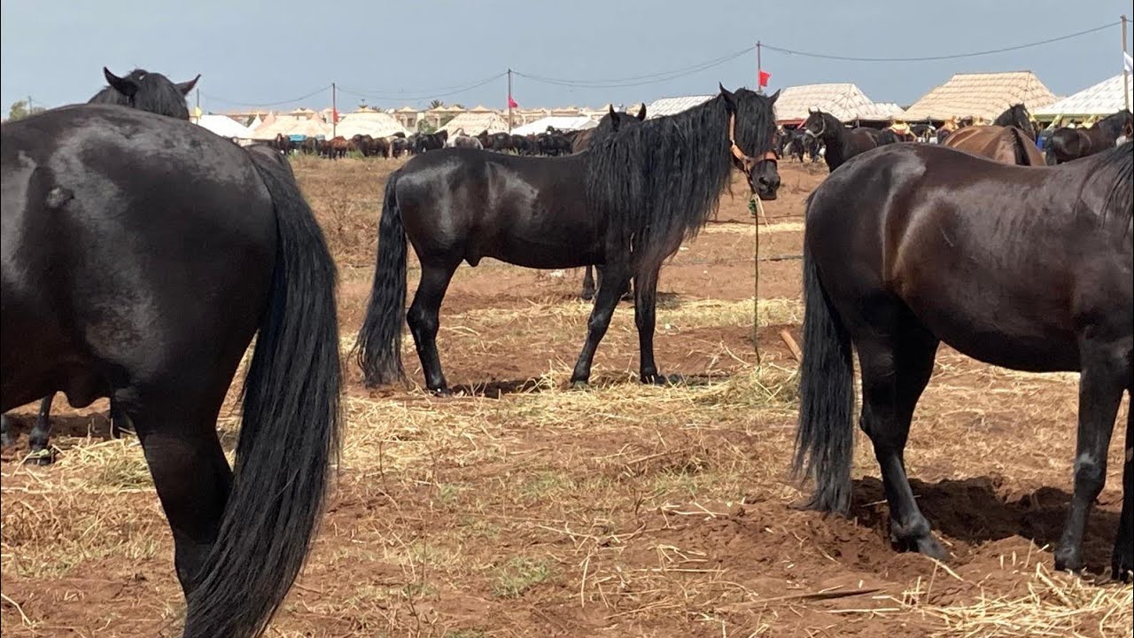 سوق أربعاء الكفاف رقم1.في خيول مليح اللهم بارك. جدعات 🪙كنز تبارك الله👈اشتراككم ودعائكم سر نجاحنا❤🐎❤️