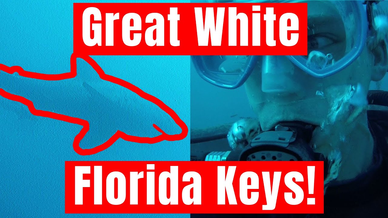 Great White Shark While Scuba Diving in the Florida Keys, (Full Footage)