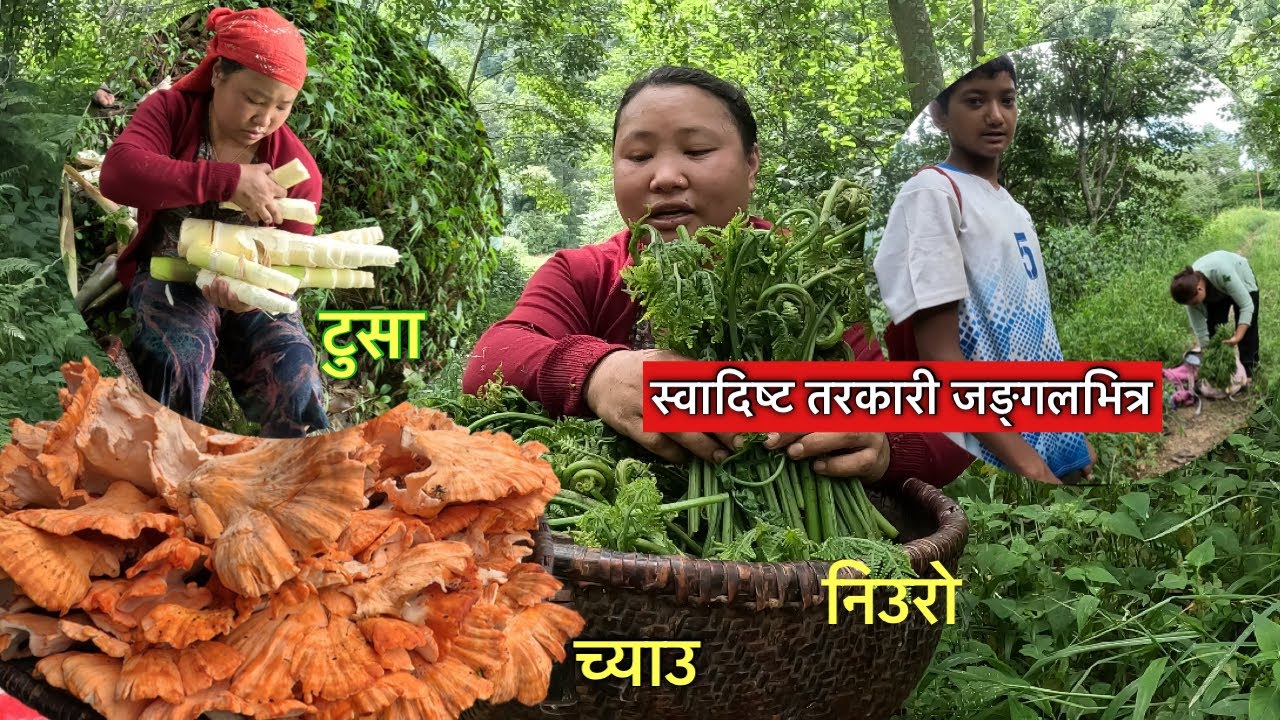 डेन्जर वनमा पाइने अर्गानिक तरकारी\ यति दुखले टिपिम\Wild vegetable\Susmita Gharti\