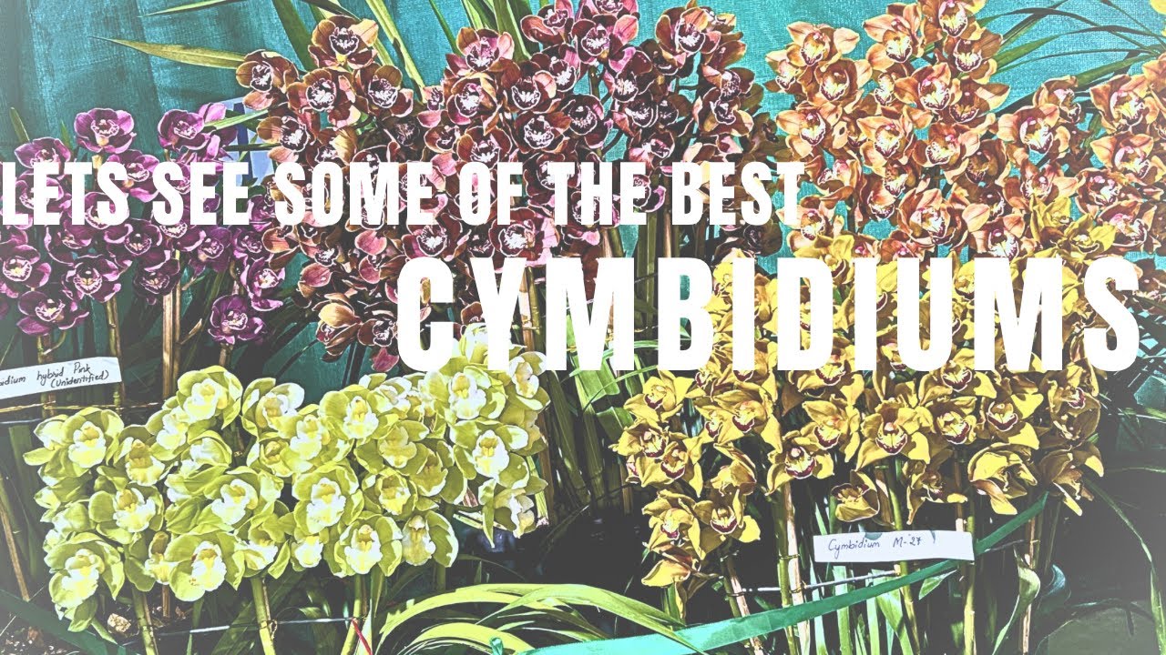 Spectacular Cymbidium Orchid Exhibits at Pokhriabong Flower Festival | Green Lowianum Orchid Society