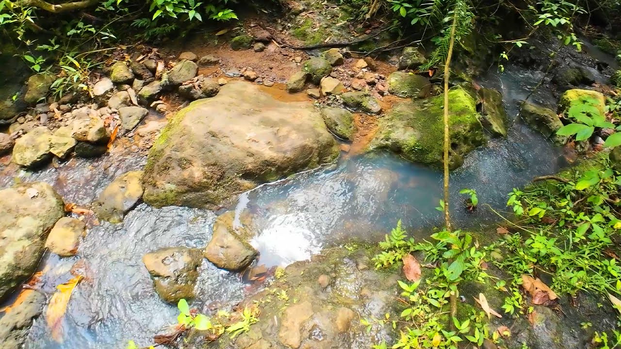 Vlog 5 - Hiking Mt. Makiling Mudspring Trail