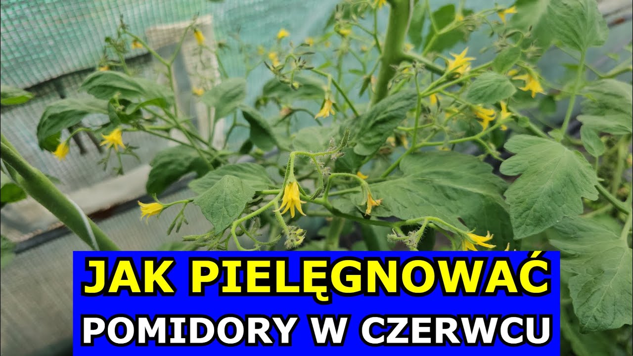 Jak Pielęgnować Pomidory w Czerwcu. Oprysk Drożdże Wapń Potas Podlewanie Nawóz Usuwanie Liści Pędów.
