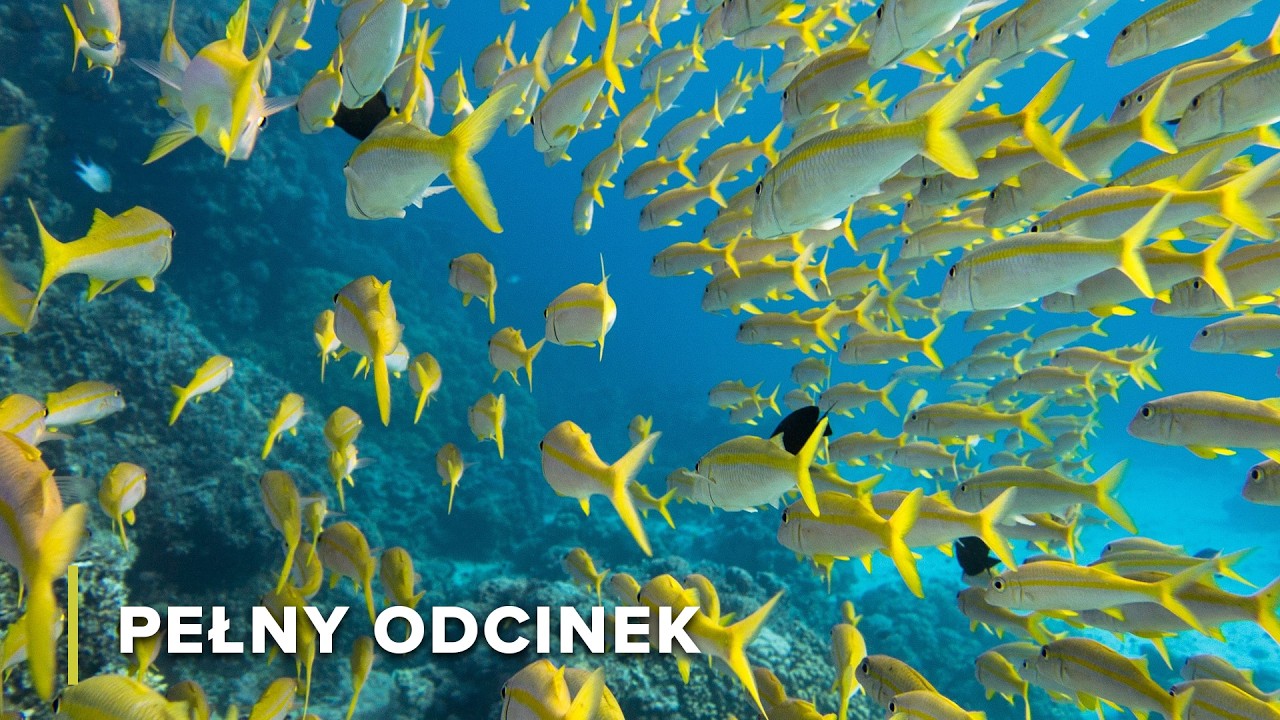 Rafa Koralowa Belize: Rekiny, Płaszczki i Starożytne Koralowce | Dzikość Oceanu 104