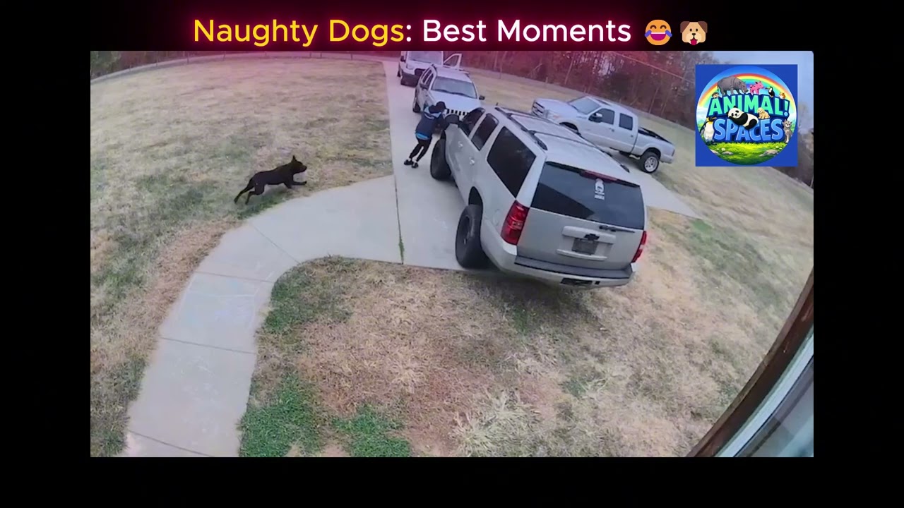 Naughty Dogs: Best Moments 😂🐶