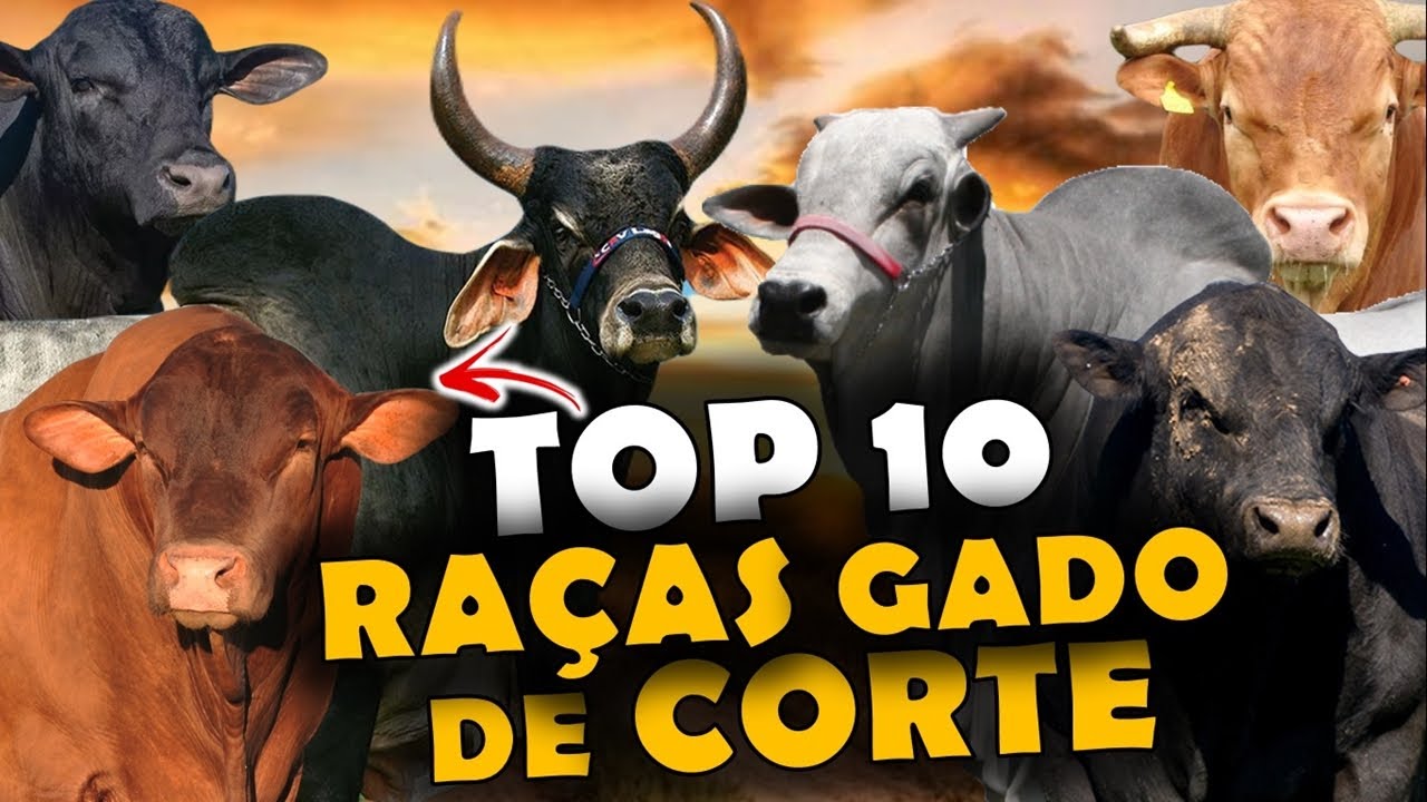 AS 10 PRINCIPAIS RAÇAS DE GADO DE CORTE DO BRASIL - TOP 10 RAÇAS