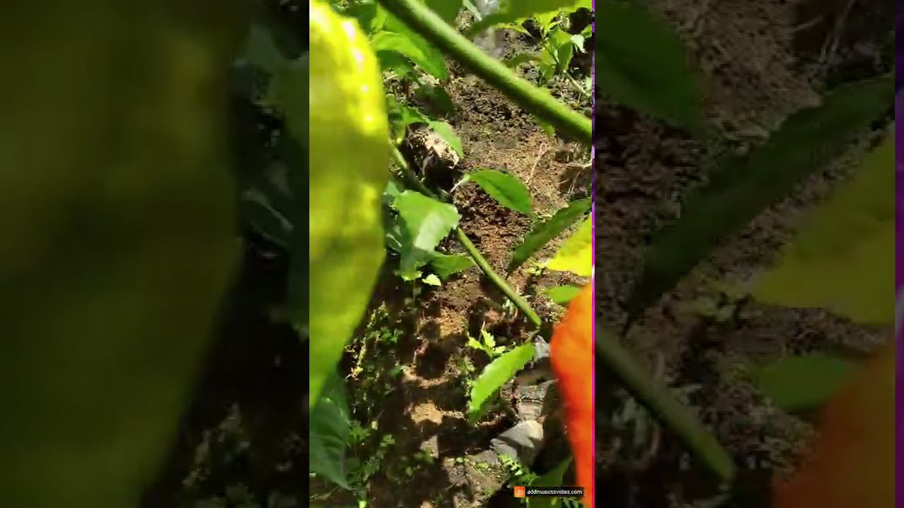 King chilli plant in North Eastern part of Nagaland...