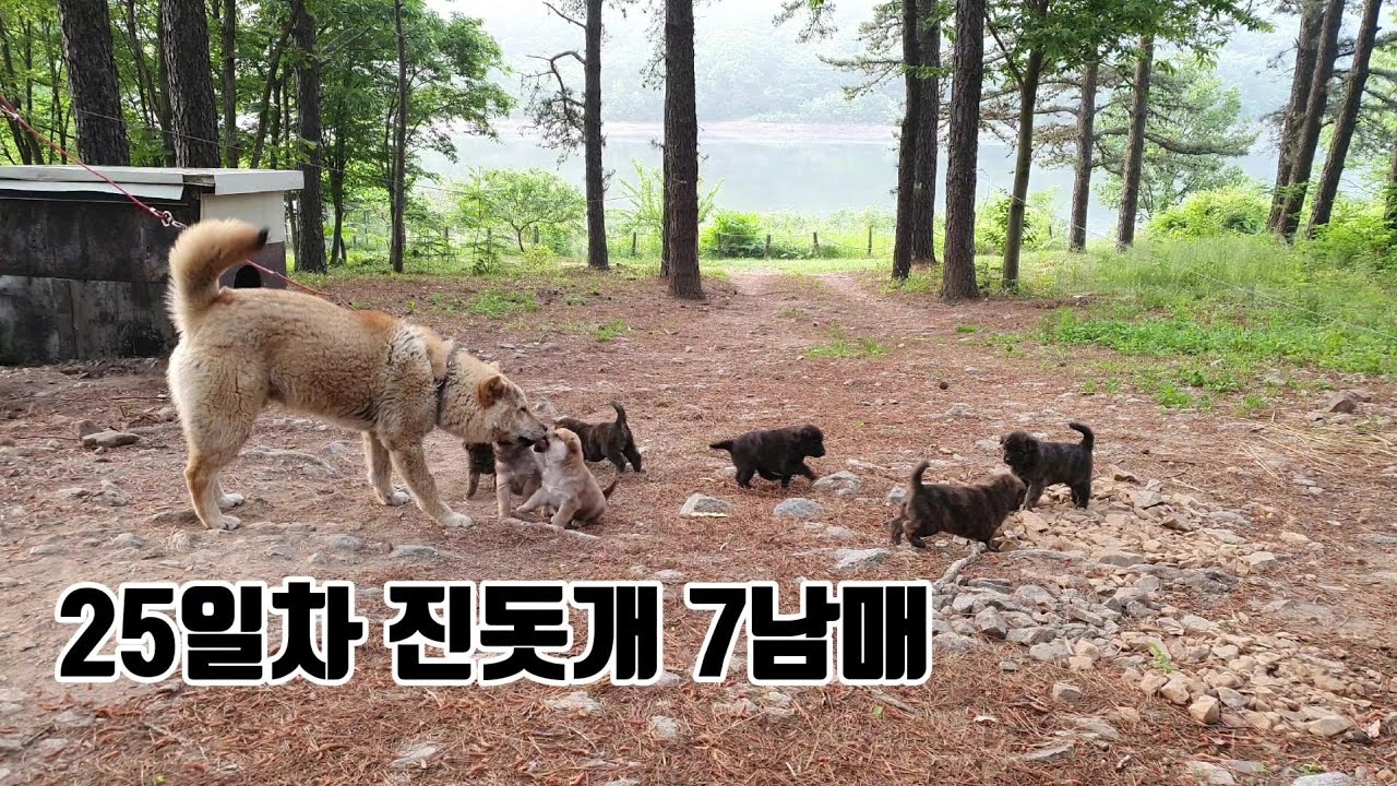 진돗개, 대충 키우실거면 키우지 마세요
