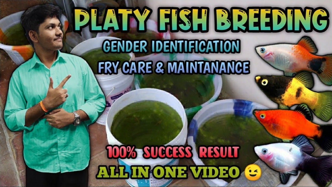 Platy Fish Breeding in Tamil | How to Breed Platy Fish | தமிழ் | Wonder Aqua Garden