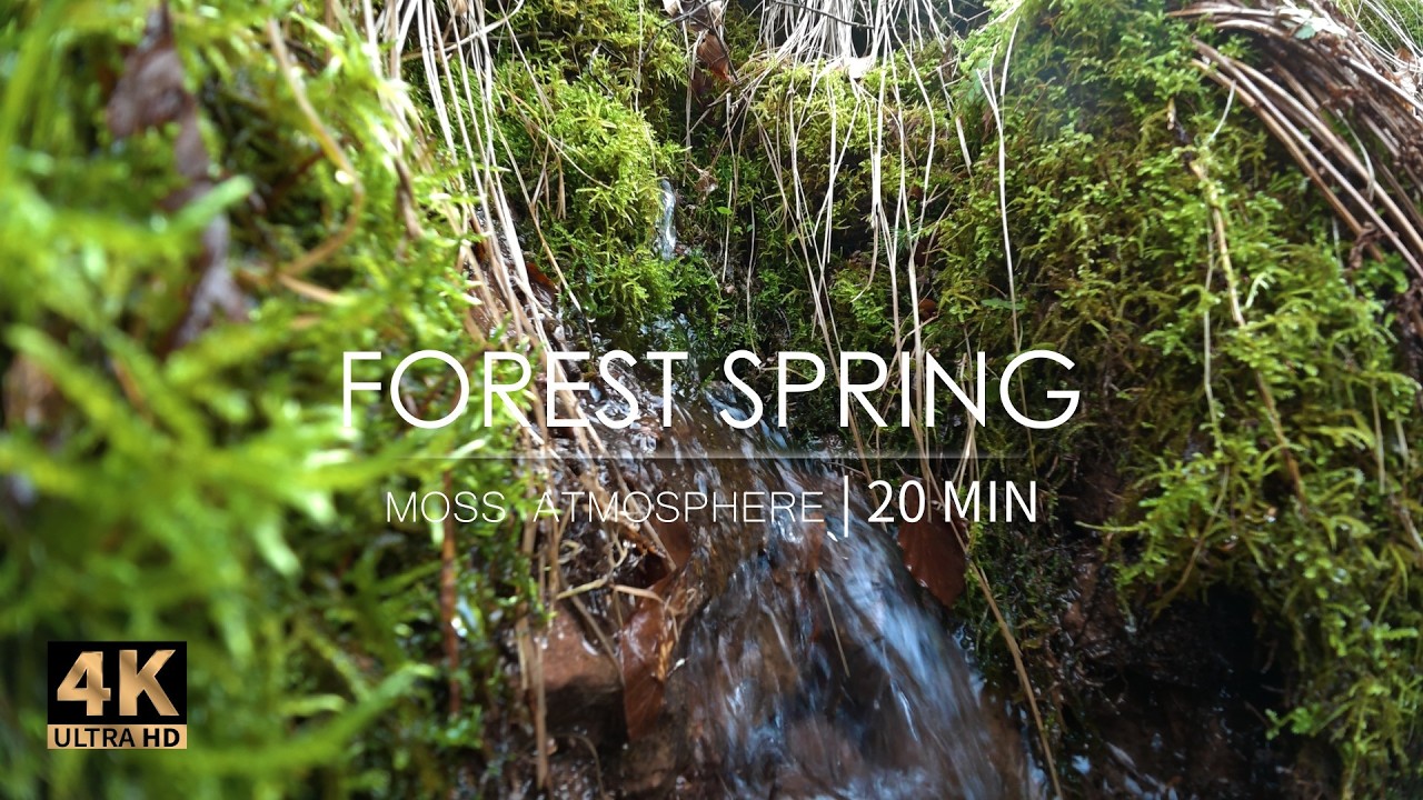 Forest Spring in a Mossy Atmosphere 4K | 20 MIN
