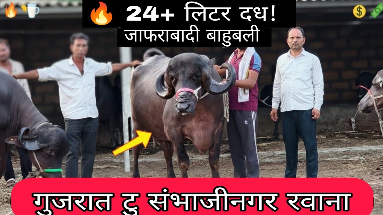 🔥 14-24 लीटर दूध देने वाली सबसे शुद्ध जाफराबादी भैंसें! 8 भैंसें गुजरात के जंगल से संभाजीनगर