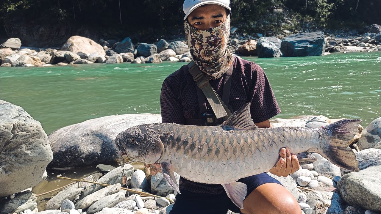 Spinner fishing for mahseer. 5kg Copper Mahseer! Fishing in Teesta river, Sikkim.