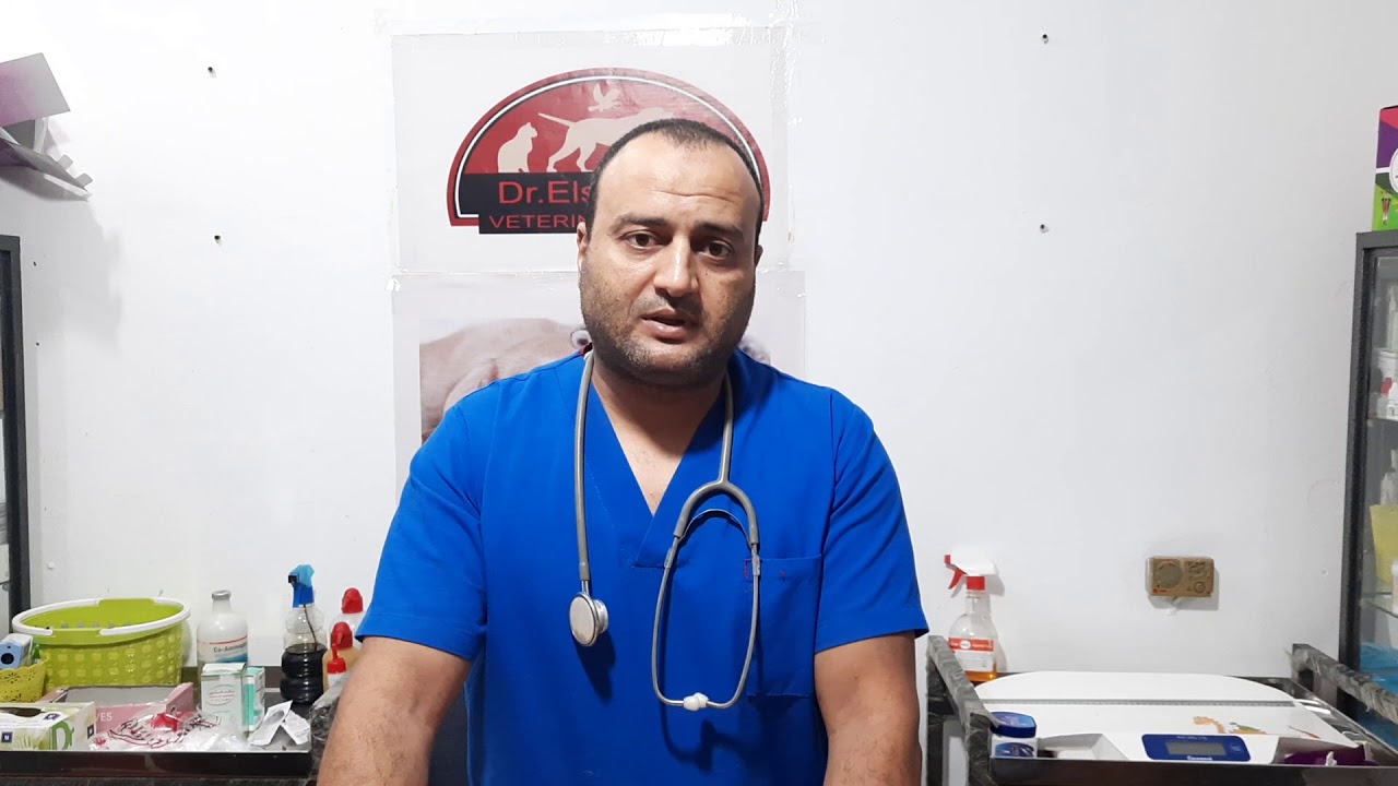 عملية نقل الدم للقطه نواره  Blood transfusion in cats