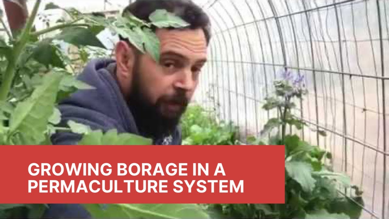 Growing Borage in a Permaculture System