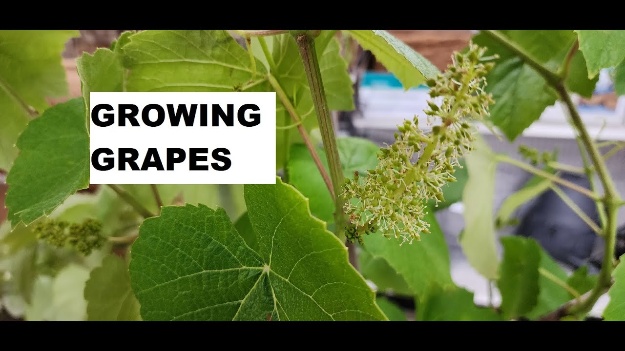 Growing Grapes