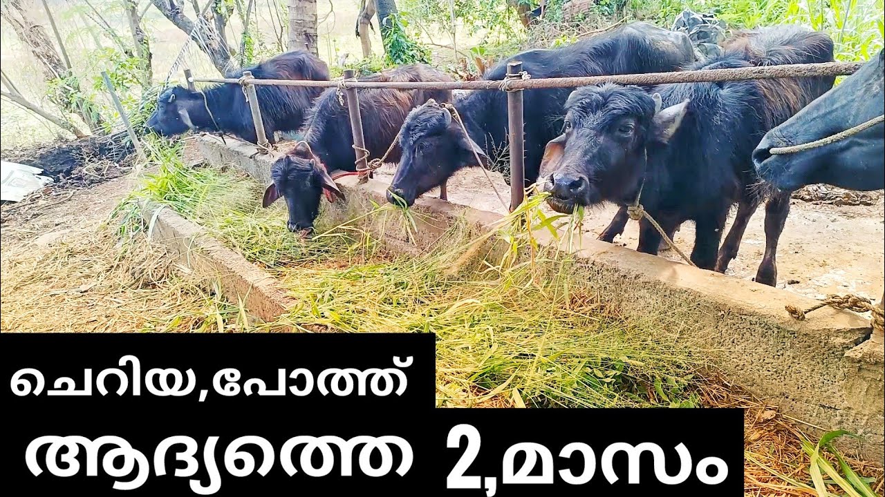കുട്ടികളെ നോക്കുന്ന പോലെ...... #ajosvlog. 9947863454പ്ലീസ് വാട്ട്സാപ്പ്.