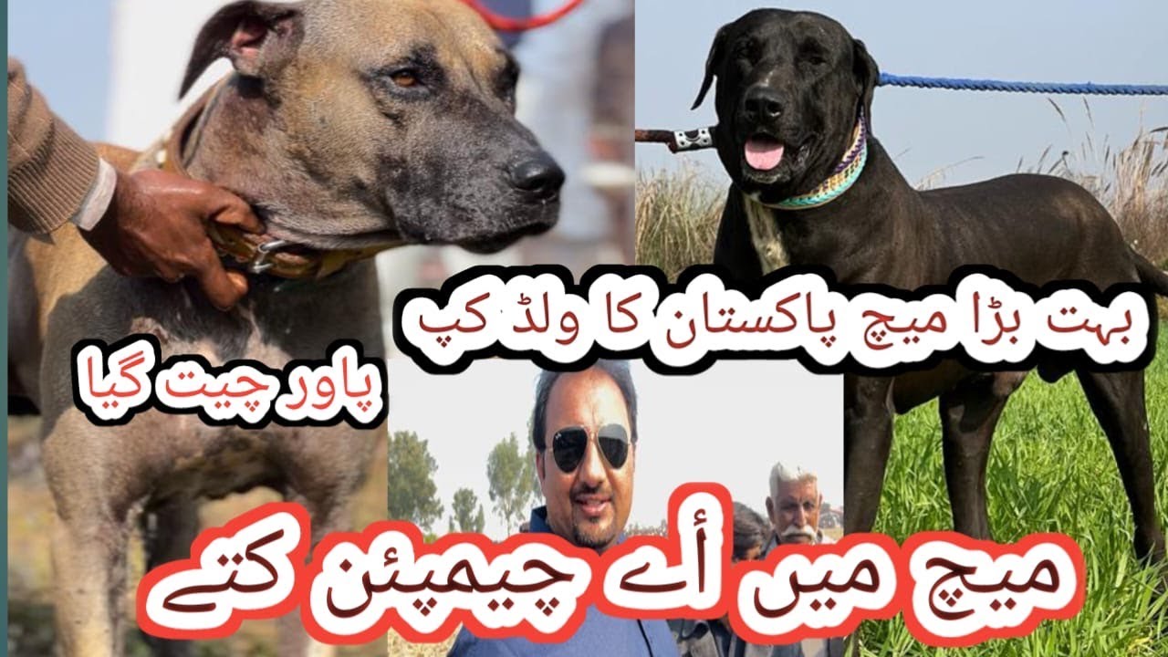 Pakistan ka World Cup | Big Match | Power Bully Kutta Bazi ly Gya