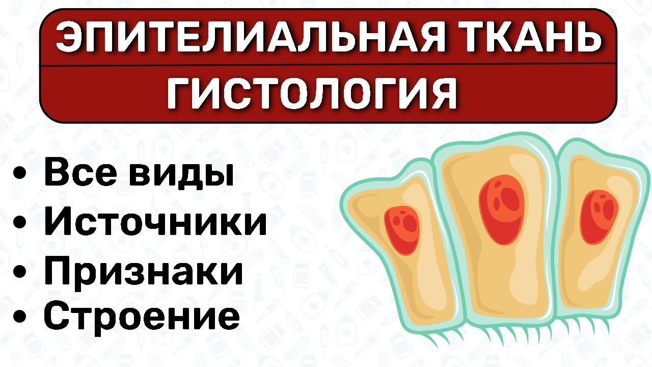 Эпителиальная ткань ГИСТОЛОГИЯ: однослойный, многослойный эпителий, переходный эпителий