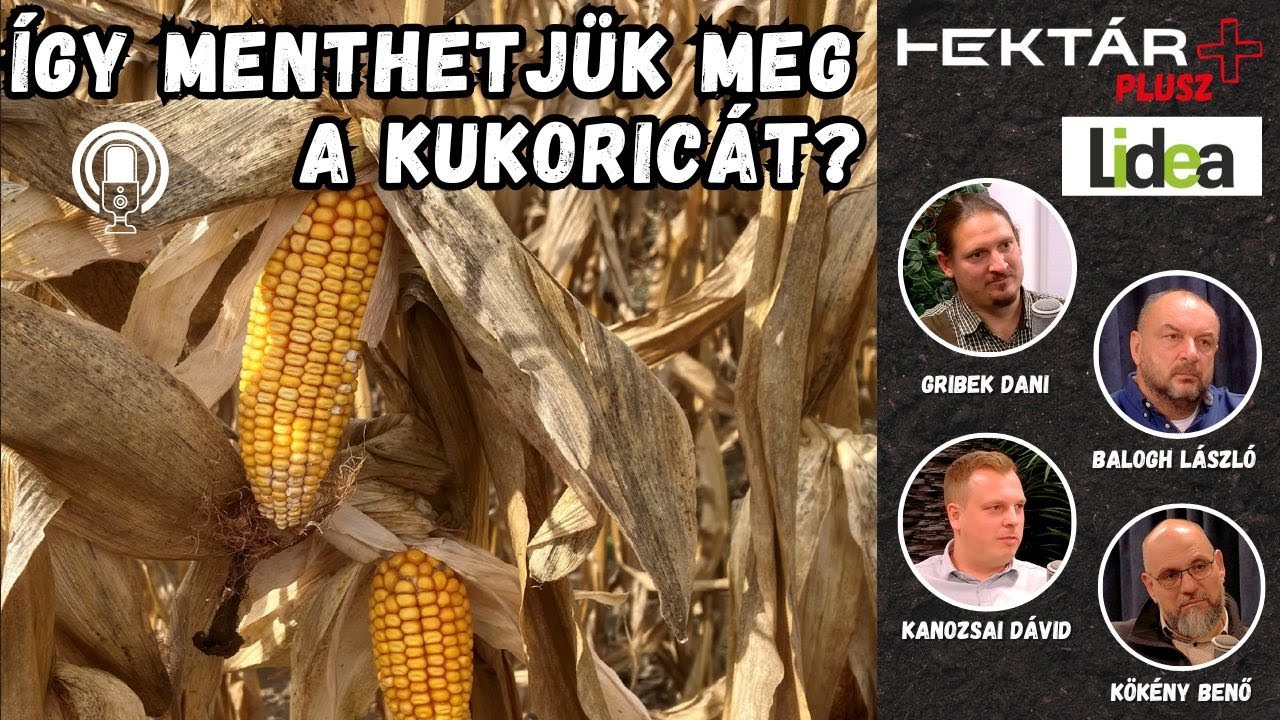 9,5 tonna kukorica 35 000-es tőszámmal? Kétcsövű vagy egycsövű hibridek? | Mentsük meg a kukoricát!