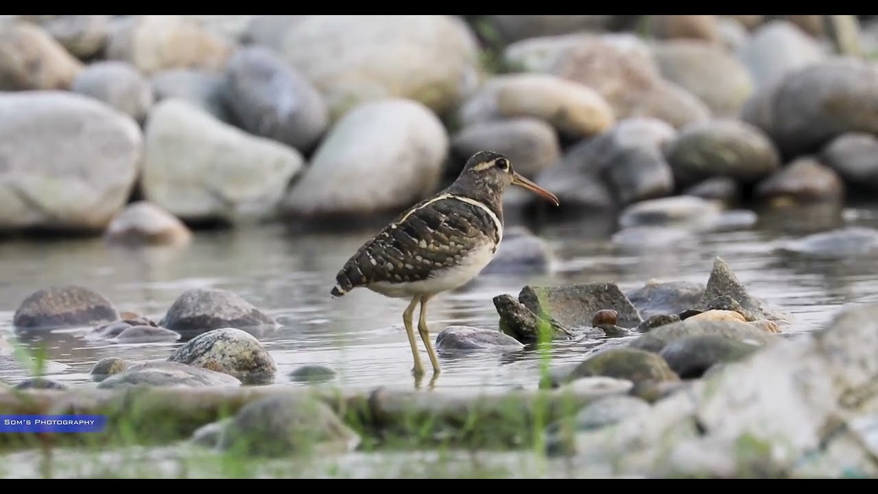 Painted Snipe #canon #birds #wildlife #indianbirds #birdsphotography #500subs #4k #murti #snipe  