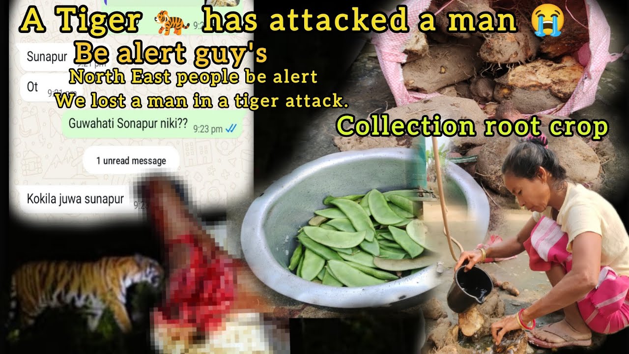 A Tiger 🐅 has attacked a man 😭||we lost a man in tiger attacked 🐅||Collection root crop and beans 🫘😭