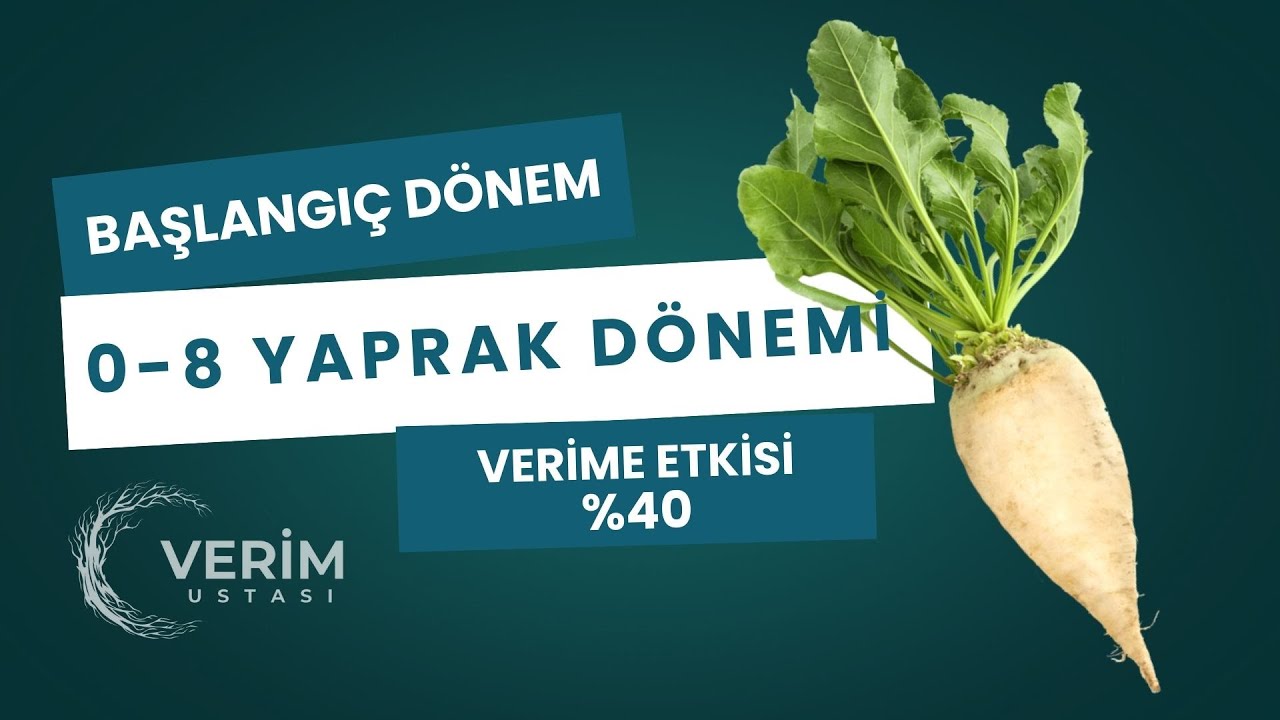Pancarda Verimi %40 Artırmanın Sırrı! 0-8 Yaprak Evresi 📢 [Verim Ustası]