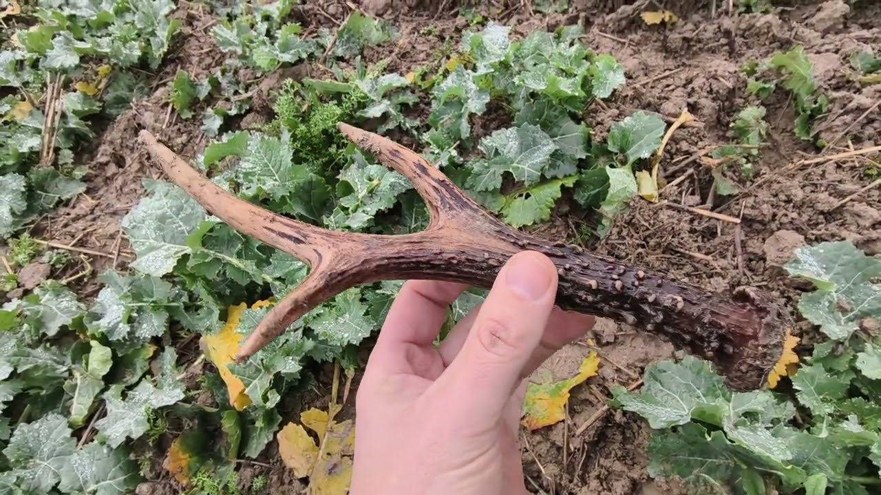 Piękny parostek rogacza kt&oacute;rego obserwowałem ponad miesiąc 150gram