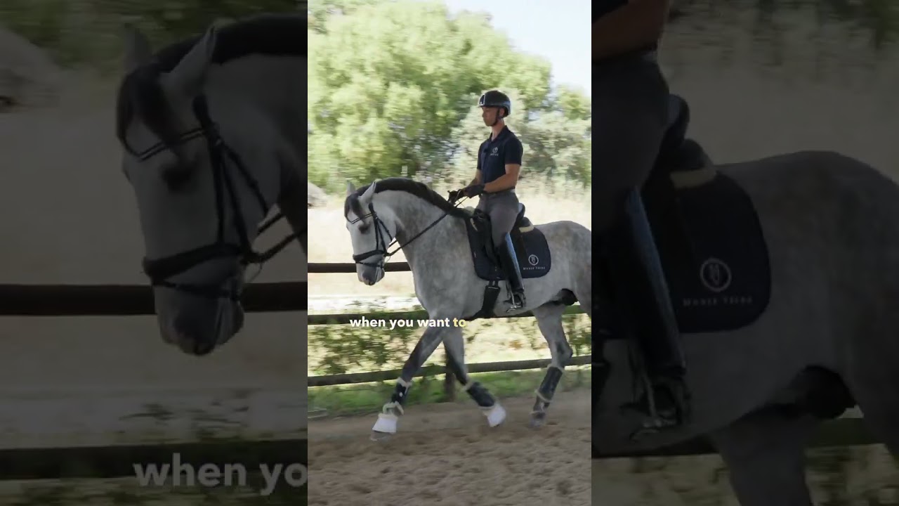 TINY transitions for young horses 🐣  #horse #equestrian #horsetraining #horseriding #younghorse