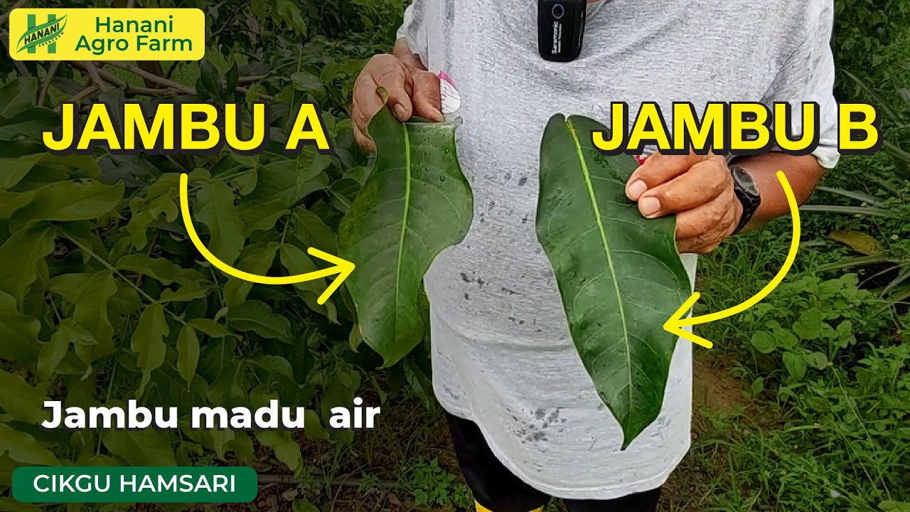Jambu Hanani