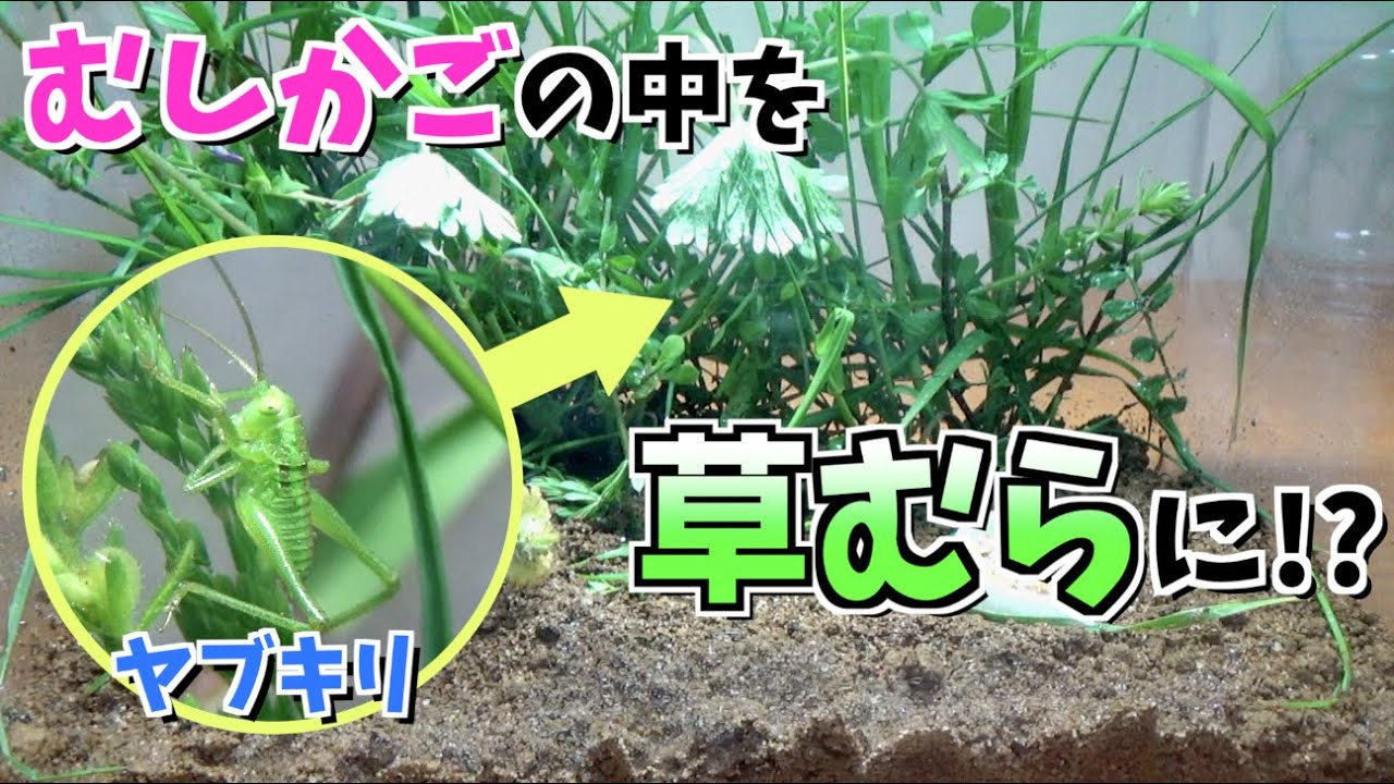 むしかごの中を草むらにしてやりました(キリギリス・ヤブキリ飼育)