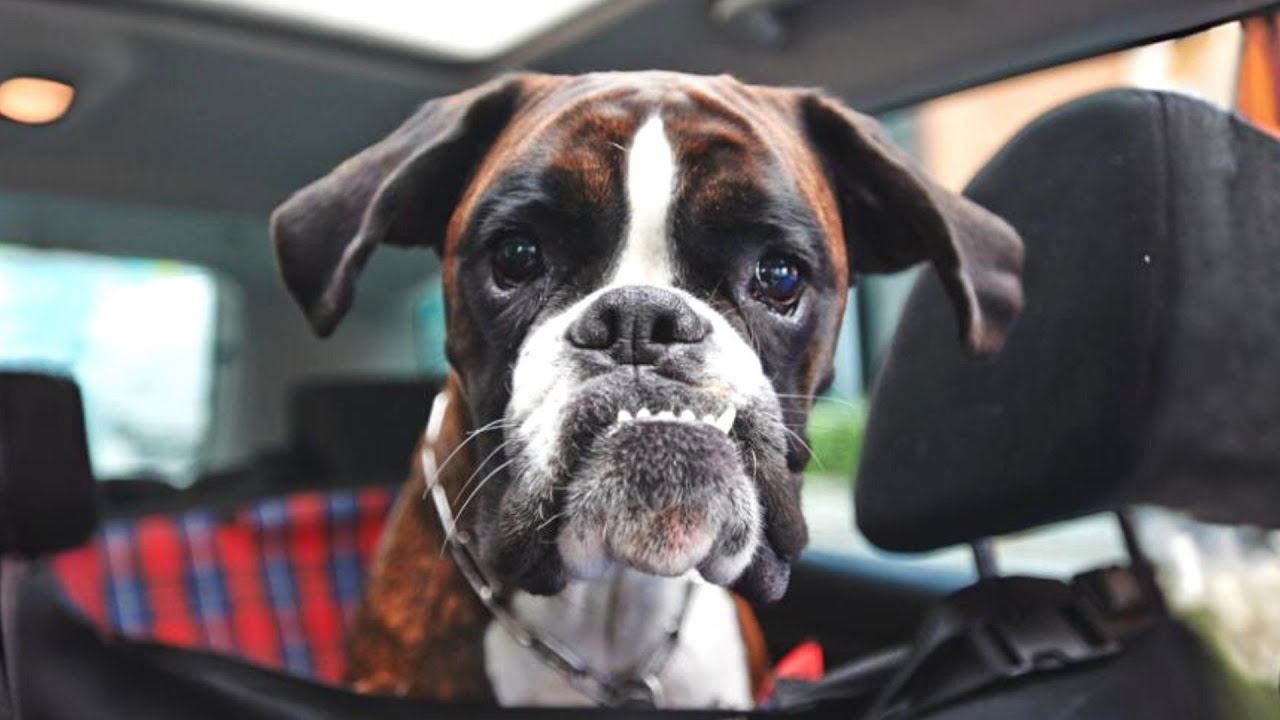 Boxer 💔 Their Heartbreaking Truth!