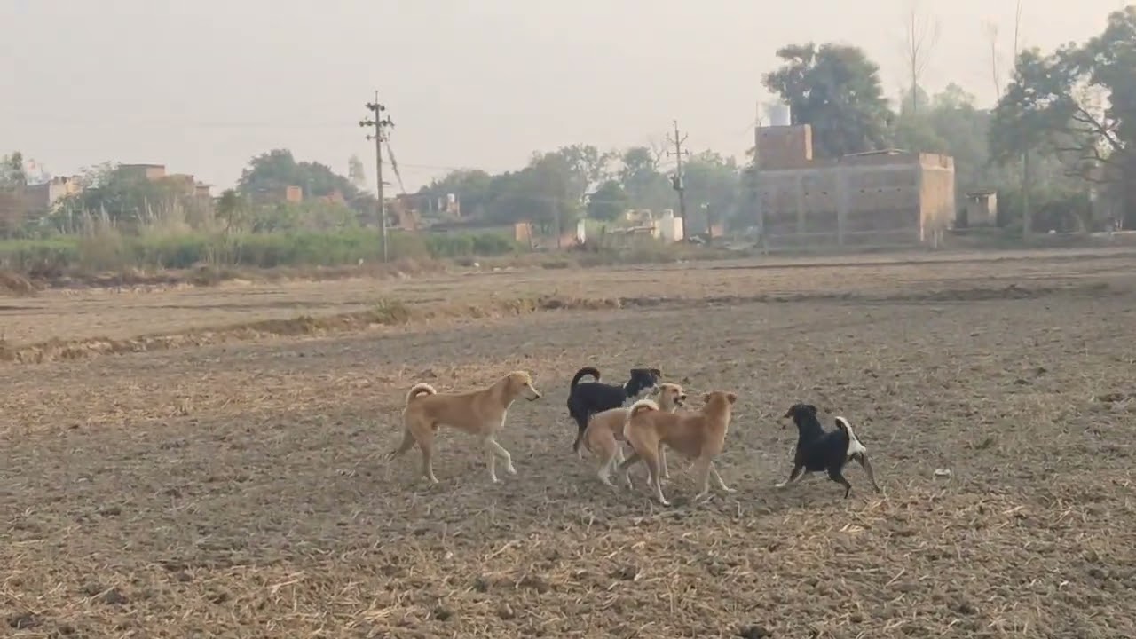 Desi dog fight